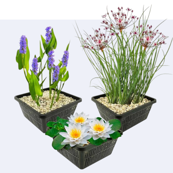 Vijverplanten