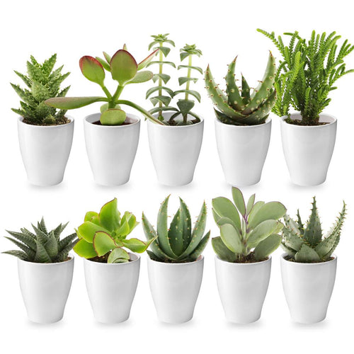 Mini Vetplanten met Potjes 10