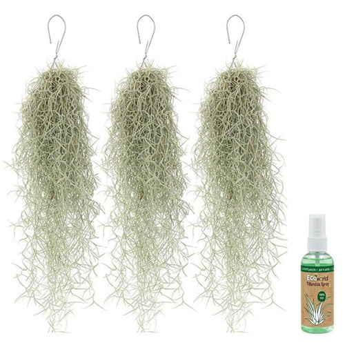 Spaans Mos 3 Tillandsia Usneoides