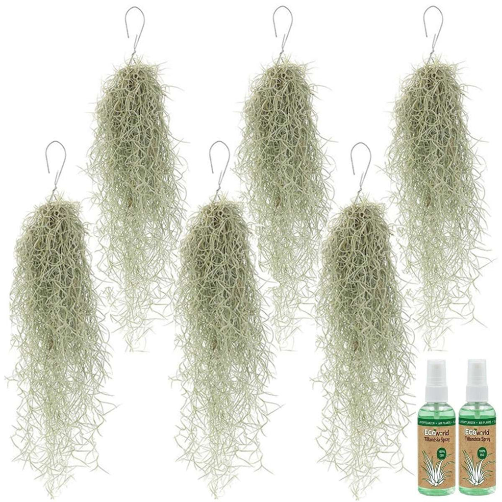 Spaans Mos 6 Tillandsia Usneoides