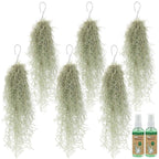 Spaans Mos 6 Tillandsia Usneoides