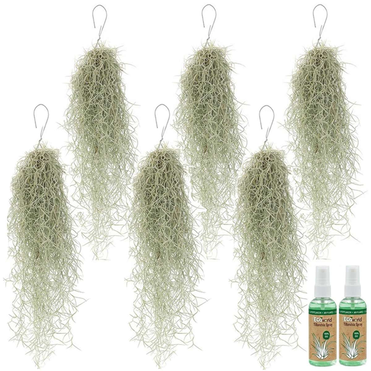 Spaans Mos 6 Tillandsia Usneoides