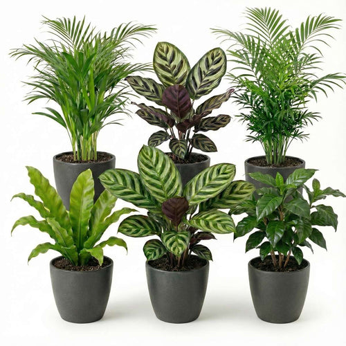 Luchtzuiverende Planten Antraciet 6
