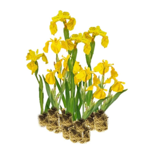 Gele Lis 15 planten