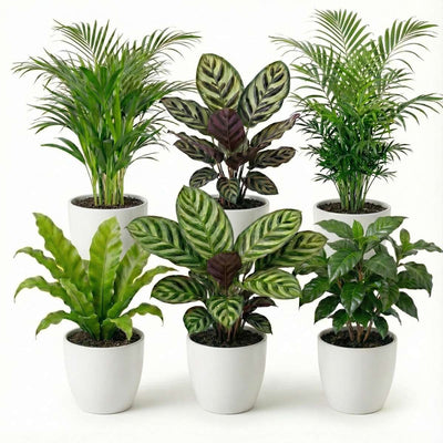 Luchtzuiverende Planten Wit 6