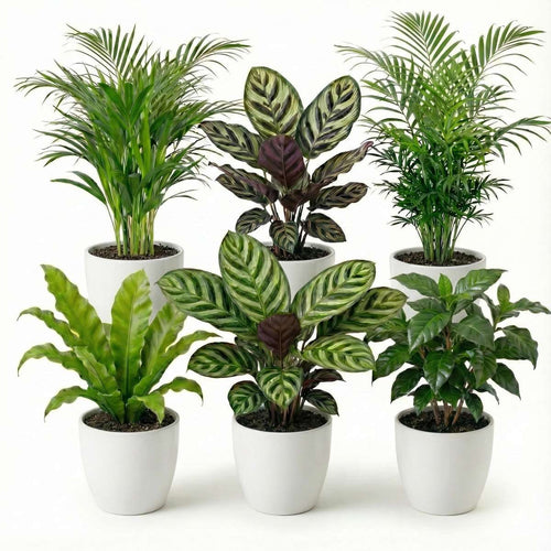 Luchtzuiverende Planten Wit 6