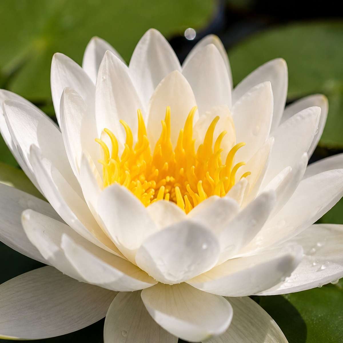 Witte Waterlelie Inheems