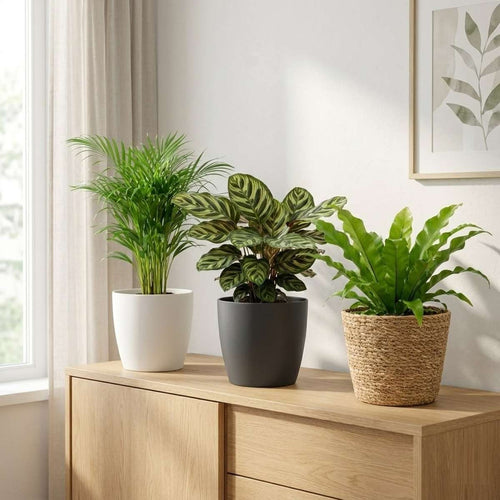 Luchtzuiverende Planten 6