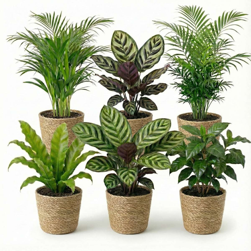 Luchtzuiverende Planten Zeegras 6