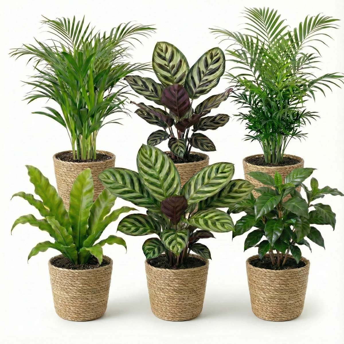 Luchtzuiverende Planten Zeegras 6