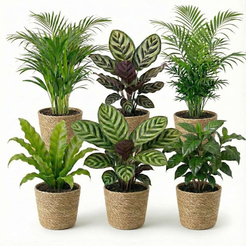 Luchtzuiverende Planten Zeegras 6