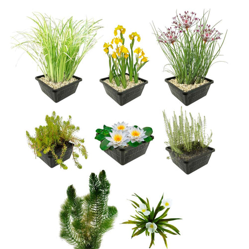 Inheems Waterplanten Pakket 500-1.250L