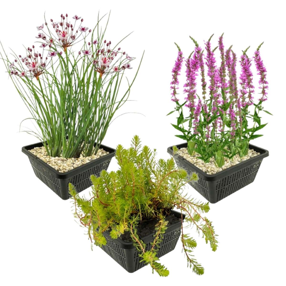 Zomerbloeiers Vijverplanten