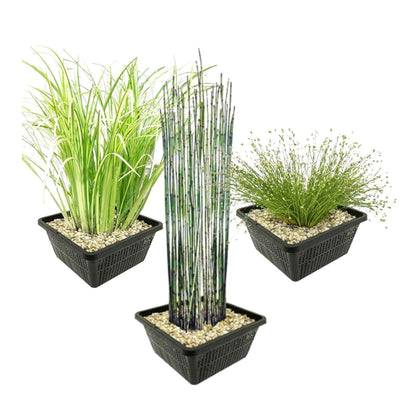 Wintergroen Vijverplanten