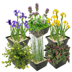 Set 6 Moerasplanten