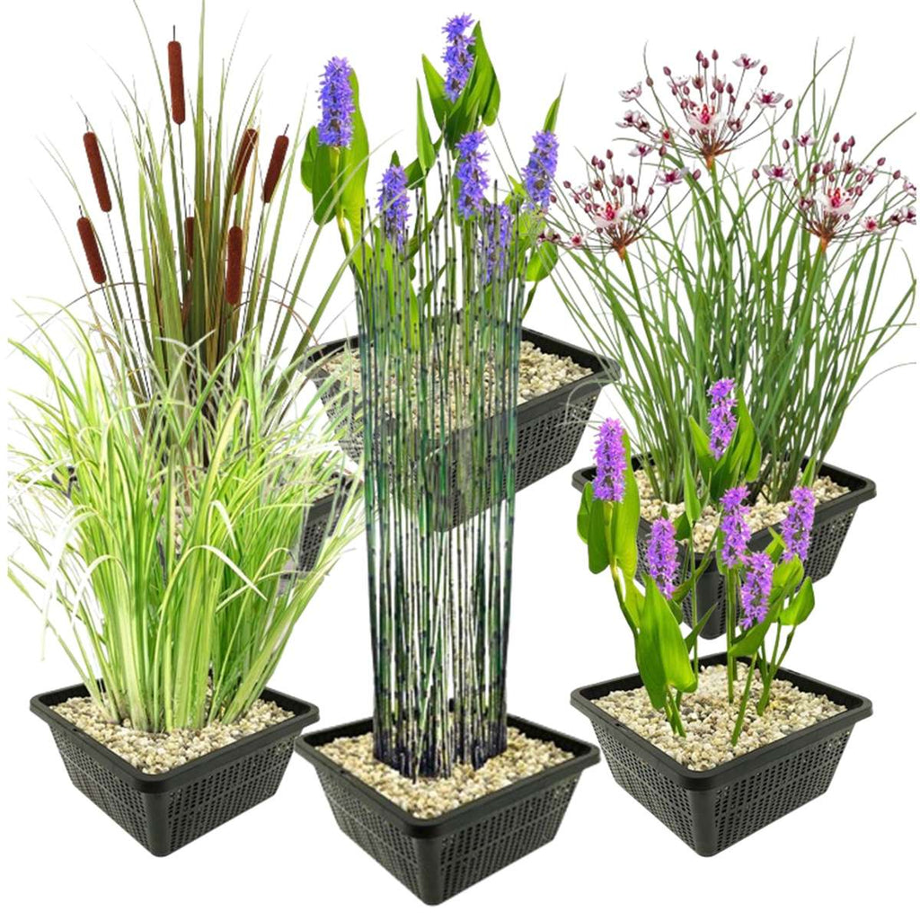 Set 6 Waterplanten met AQUA SET