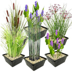 Set 6 Waterplanten met AQUA SET