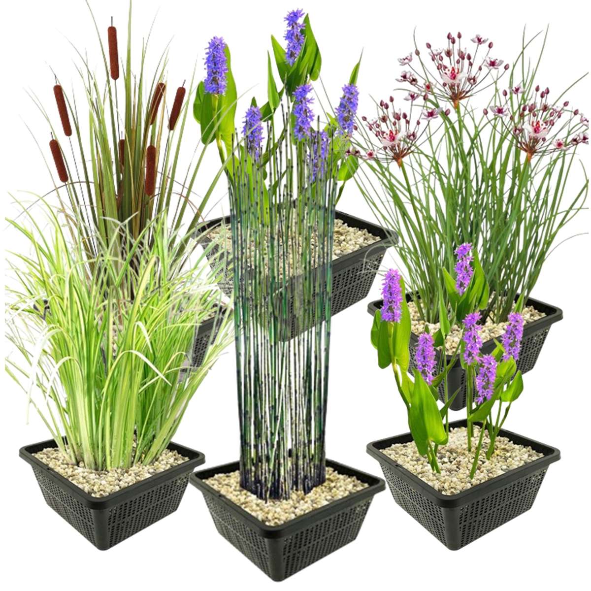 Set 6 Waterplanten met AQUA SET