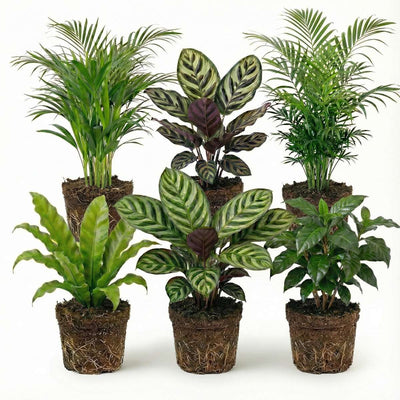 Luchtzuiverende Planten 6