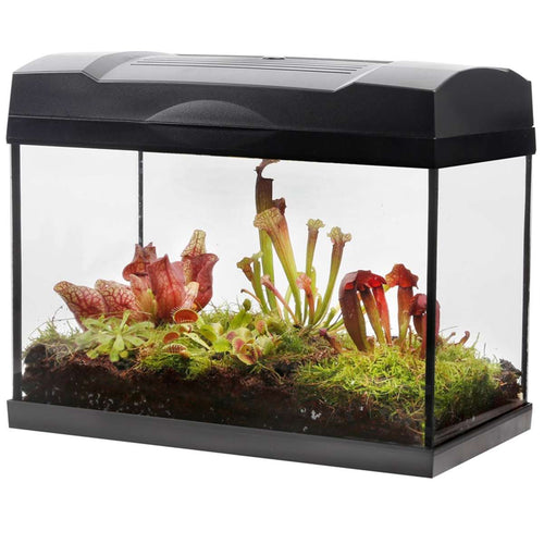 Vleesetende Planten Terrarium