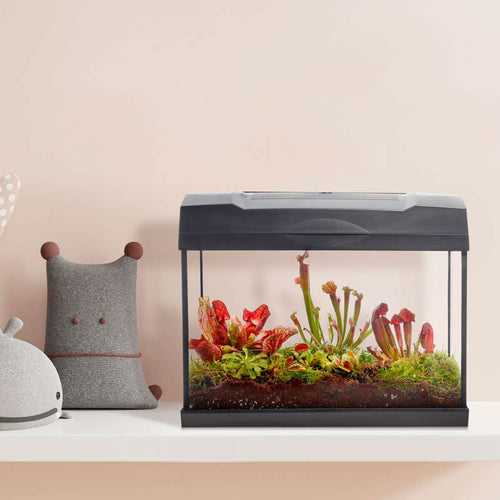 Vleesetende Planten Terrarium