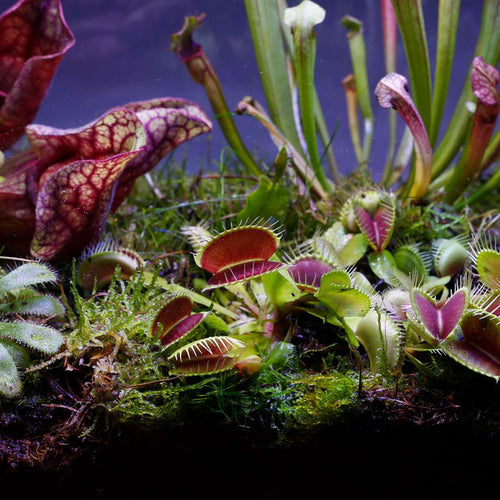 Vleesetende Planten 5 Vleeseters