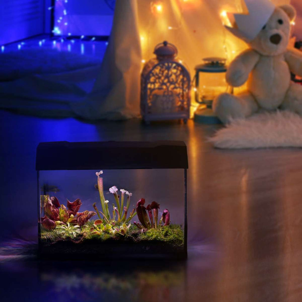 Vleesetende Planten Terrarium