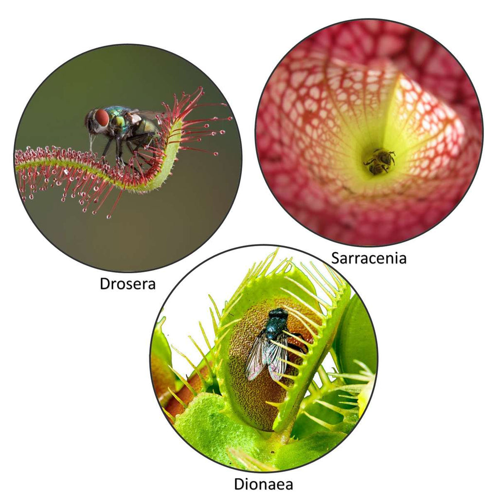 Vleesetende Planten 3 Vleeseters