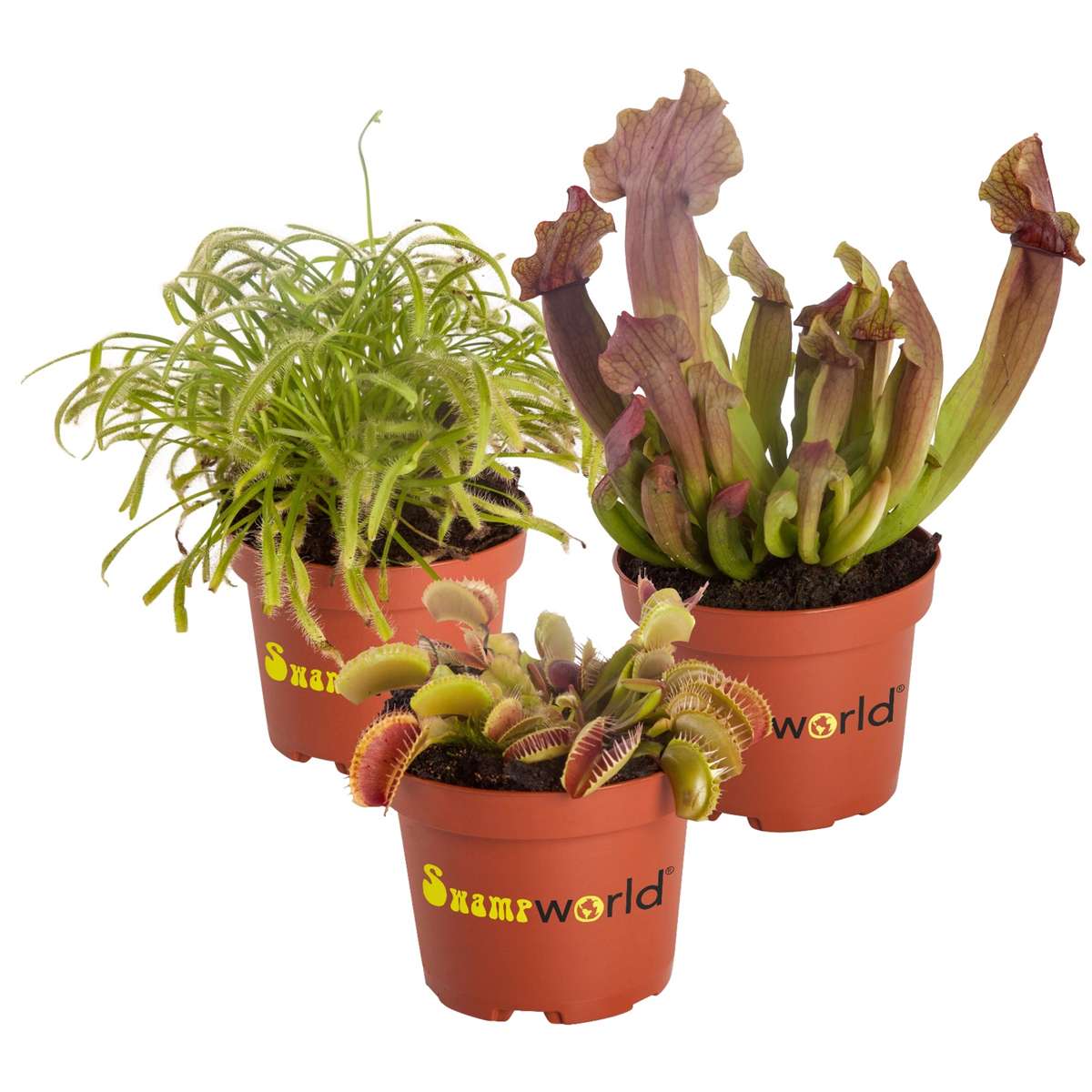 Vleesetende Planten 3 Vleeseters