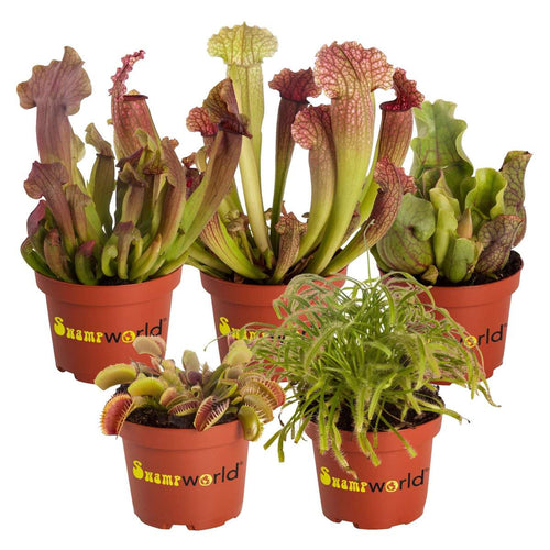 Vleesetende Planten 5 Vleeseters