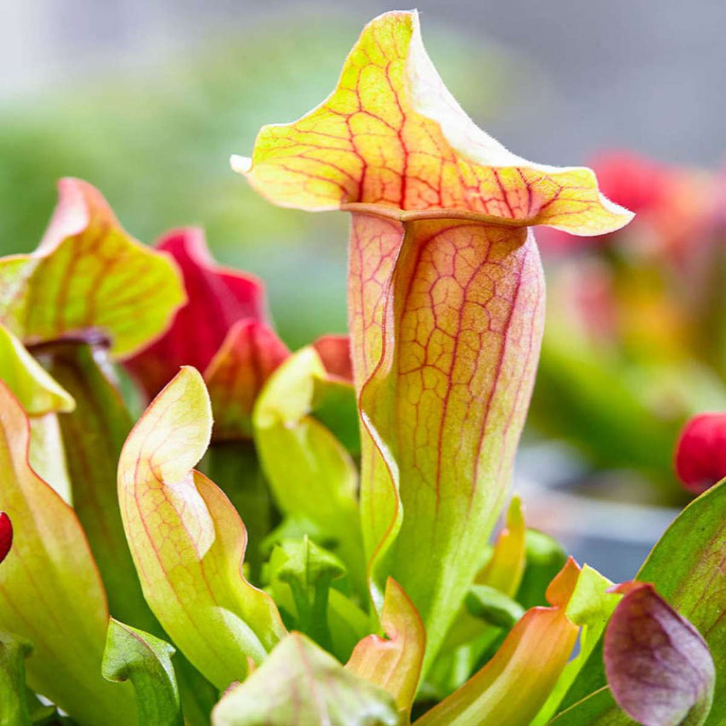 Vleesetende Planten 3 Sarracenia