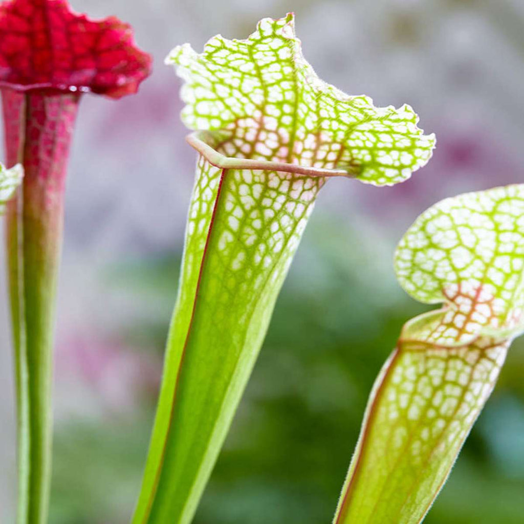 Vleesetende Planten 5 Vleeseters