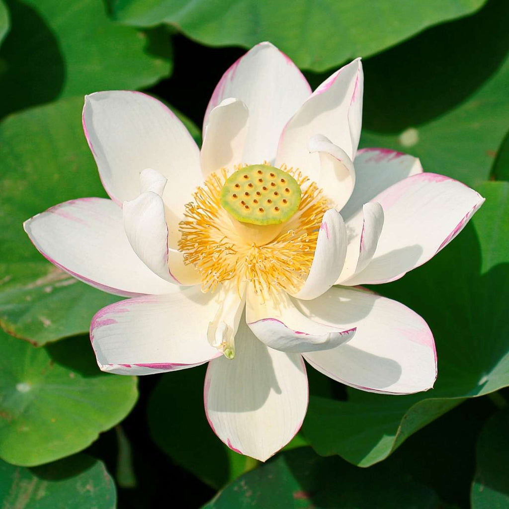 Witte Lotus