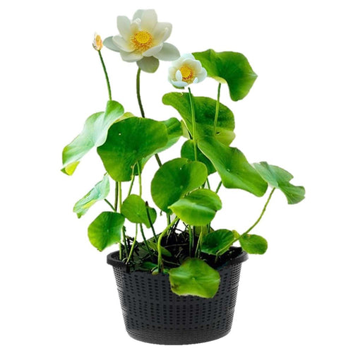 Witte Lotus