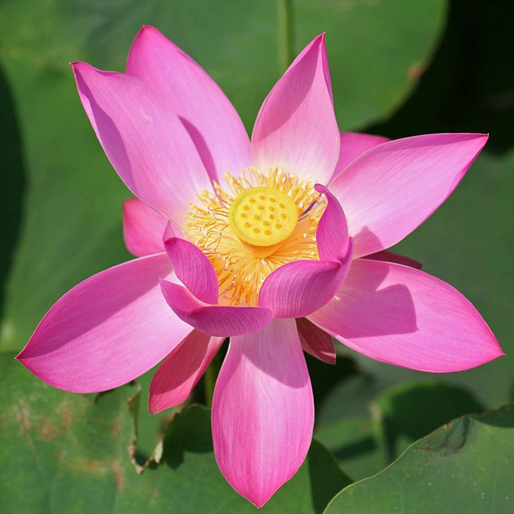Roze Lotus
