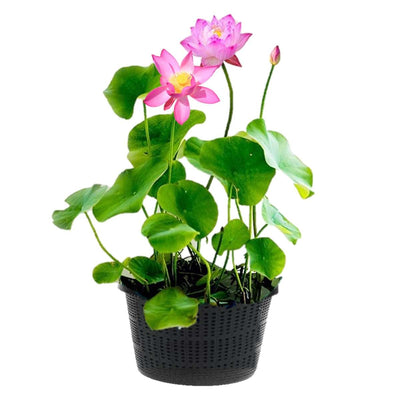 Roze Lotus