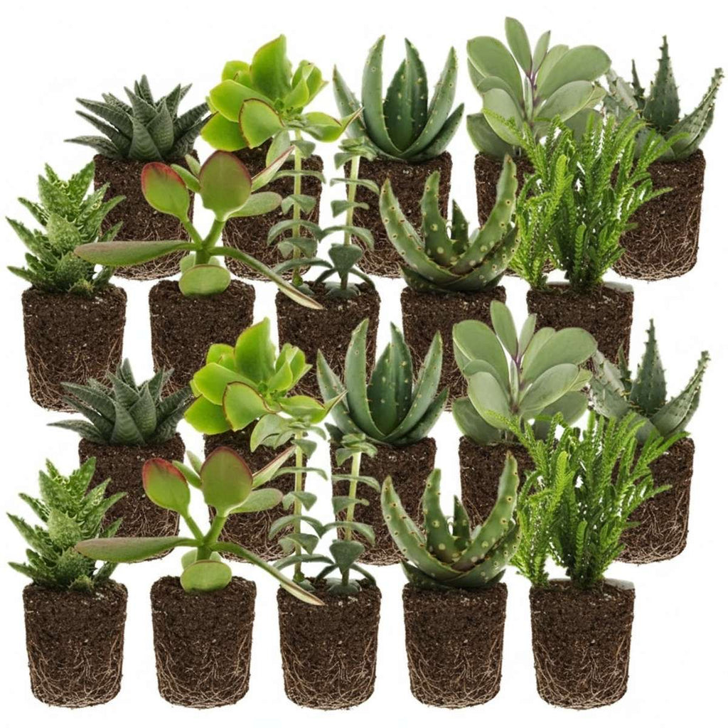 Mini Vetplanten 20