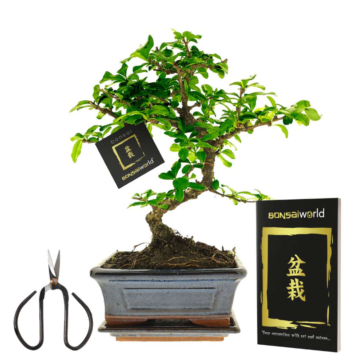 Bonsai