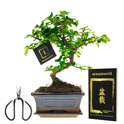 Bonsai