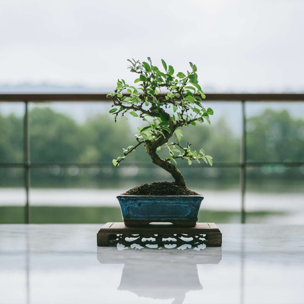 Bonsai
