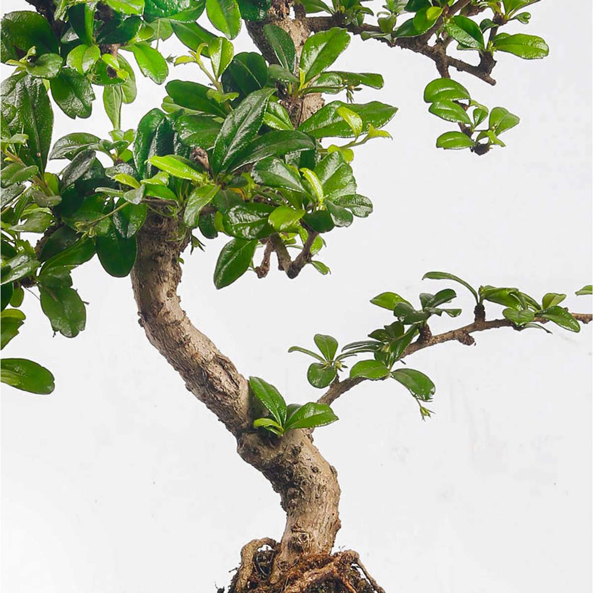 Bonsai