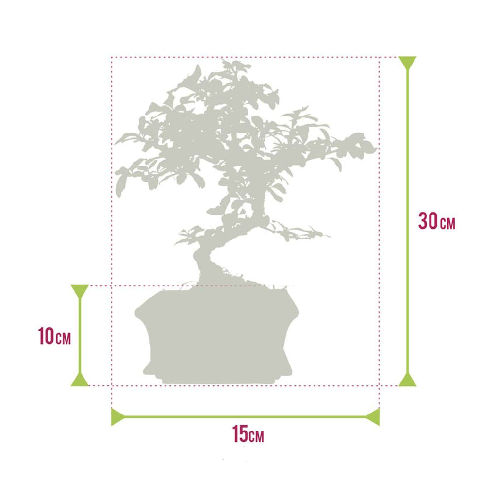 Bonsai