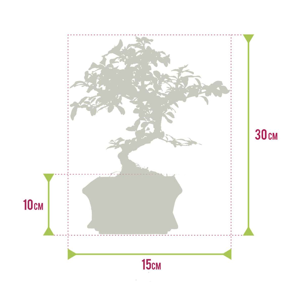 Bonsai