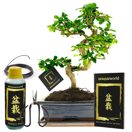 Bonsai Boom