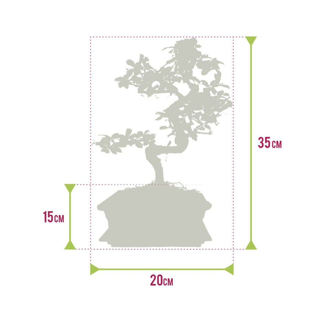 Bonsai Boom