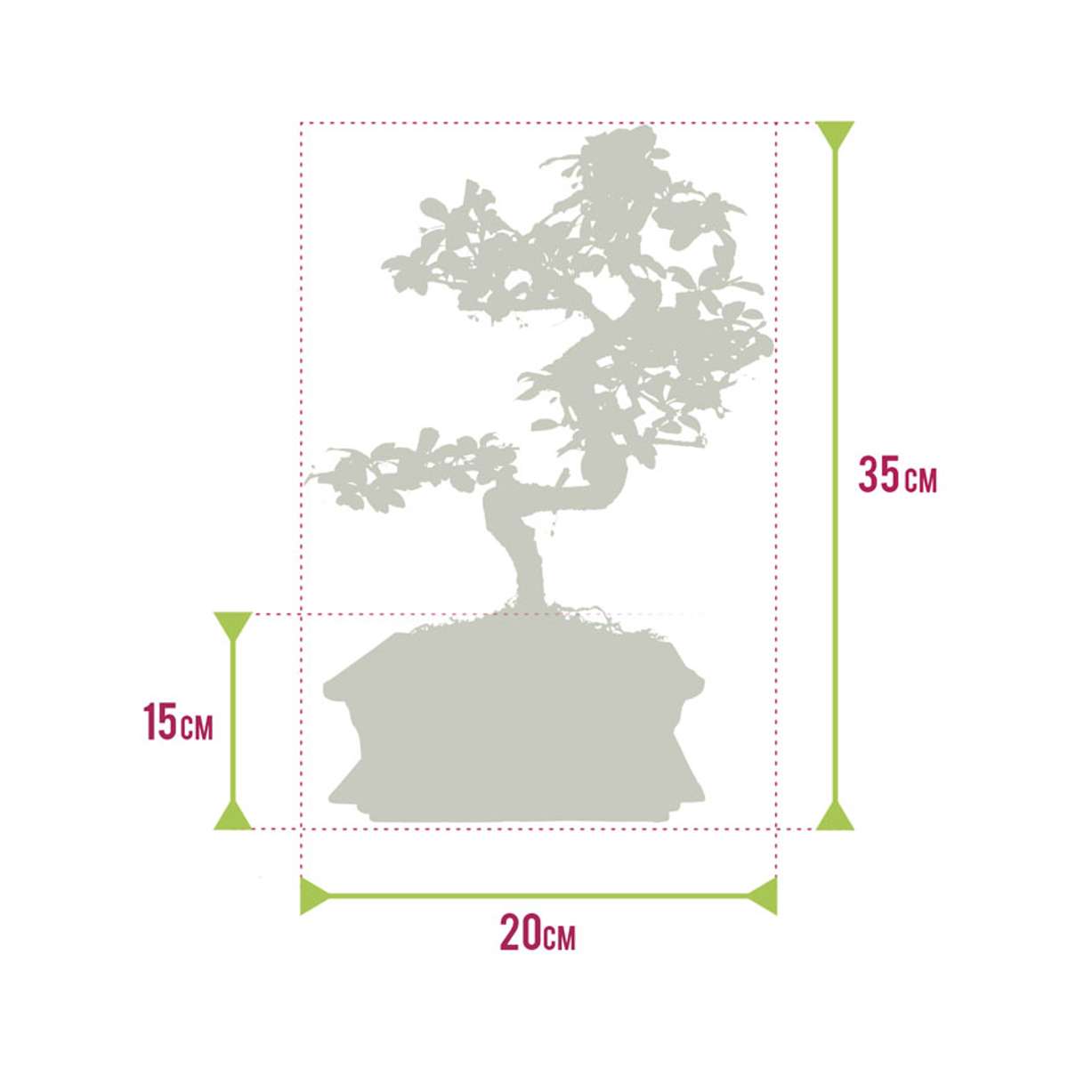 Bonsai Boom