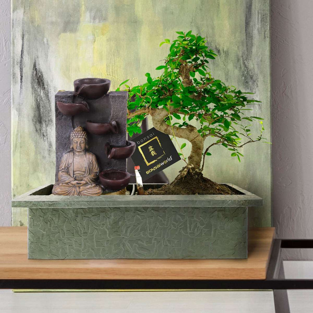 Bonsai Starter Set Boeddha Waterval