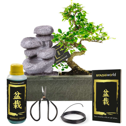 Bonsai Starter Set Zen Waterval