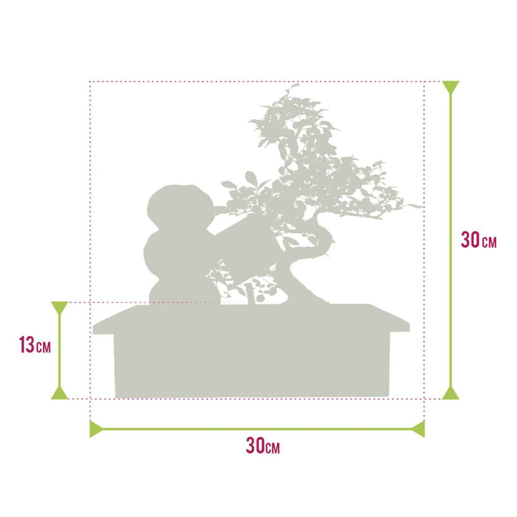Bonsai Starter Set Zen Waterval