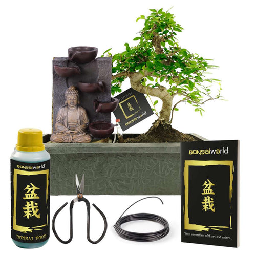 Bonsai Starter Set Boeddha Waterval